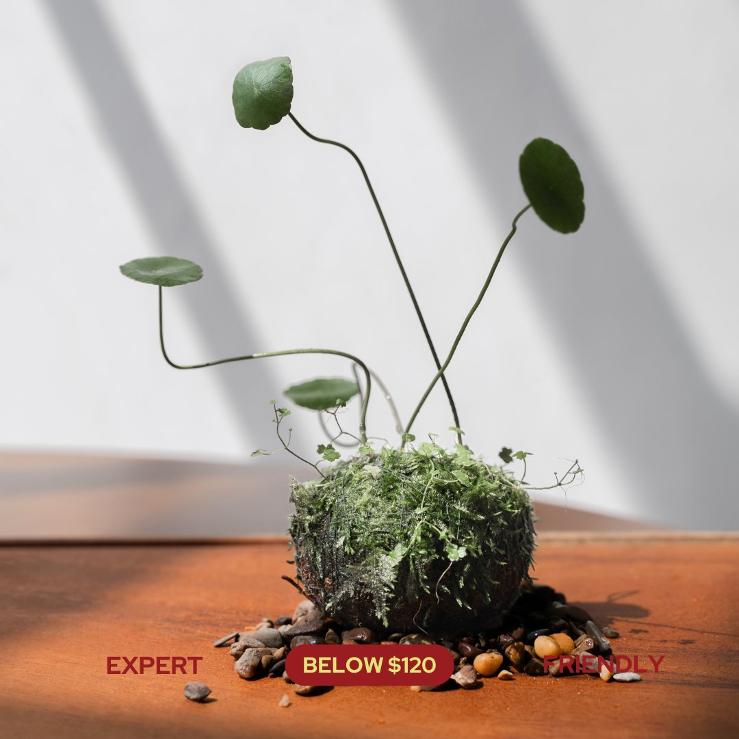 Expert Masterclasses