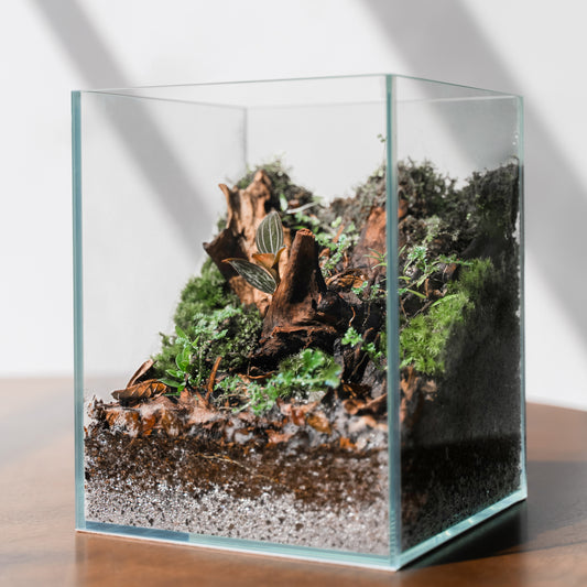 Standard Nature Terrarium Workshop